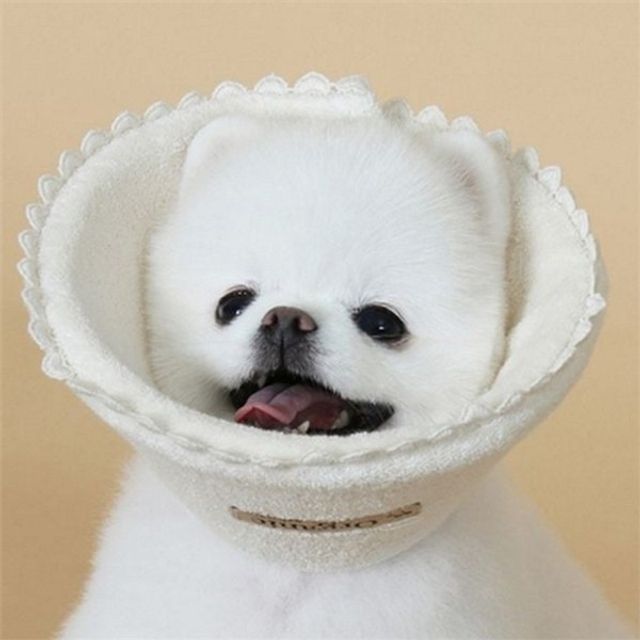 반려동물 강아지 넥 카라 안전 고양이 넥 카라 수술 회복